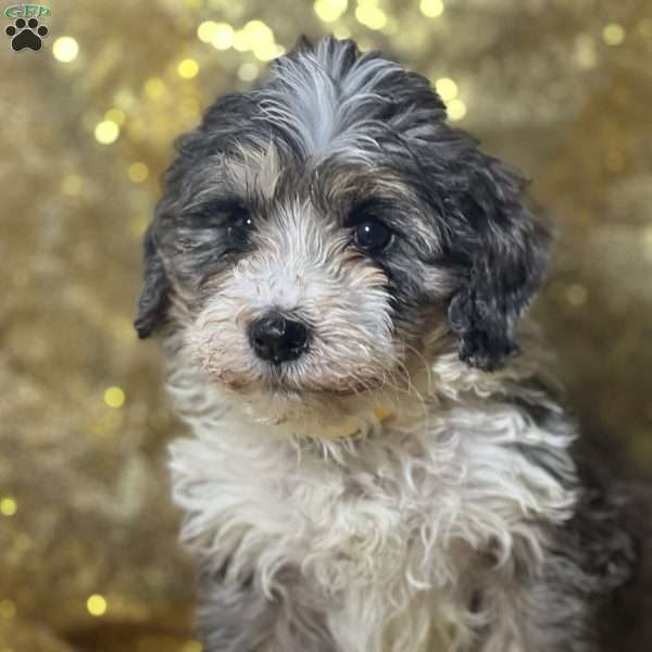 Peter, Mini Bernedoodle Puppy