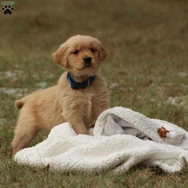 Buddy, Golden Retriever Puppy