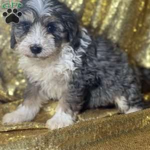 Peter, Mini Bernedoodle Puppy