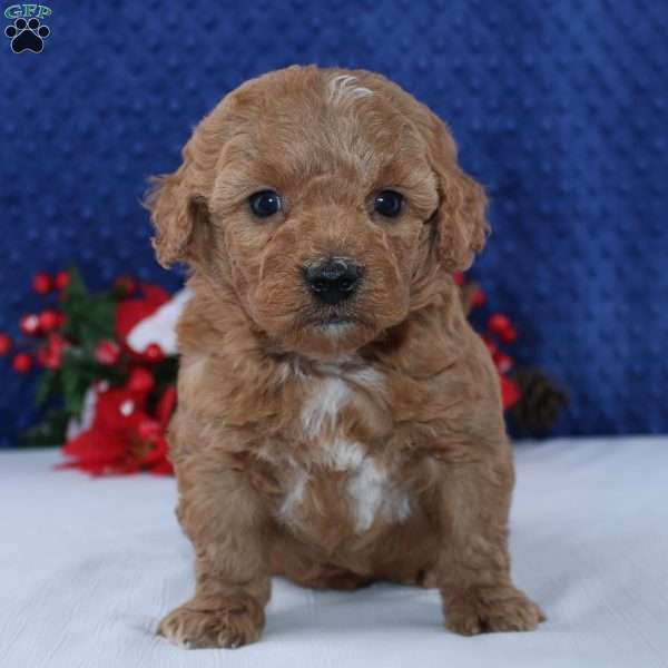 Kamerin, Mini Goldendoodle Puppy