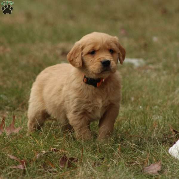 Brady, Golden Retriever Puppy