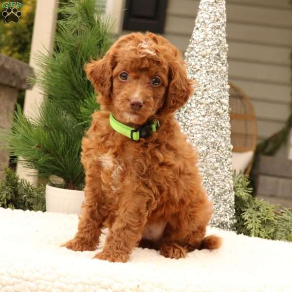 Gunner, Mini Goldendoodle Puppy