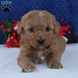 Kamerin, Mini Goldendoodle Puppy