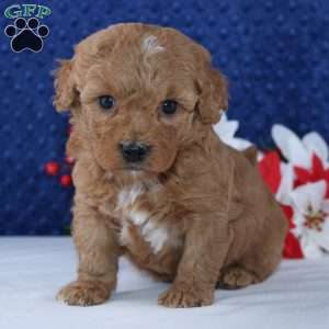 Kamerin, Mini Goldendoodle Puppy