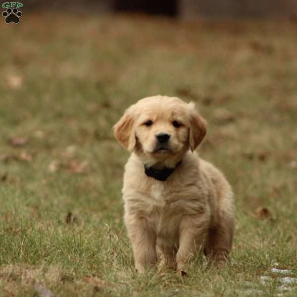 Bennett, Golden Retriever Puppy