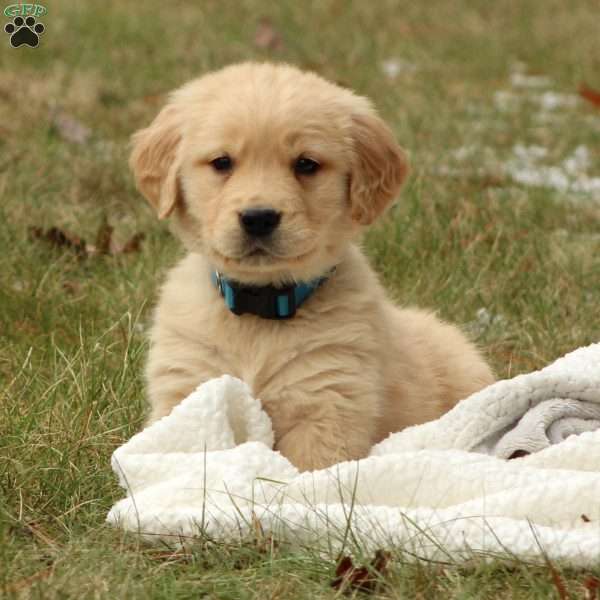 Buster, Golden Retriever Puppy