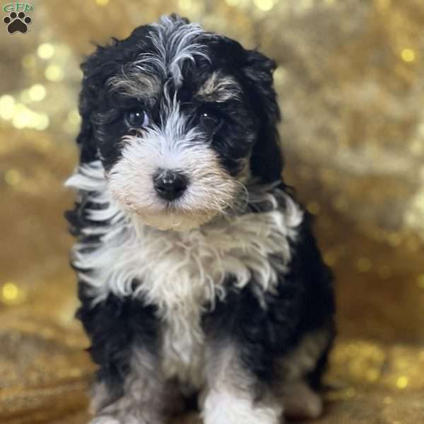 Percy, Mini Bernedoodle Puppy