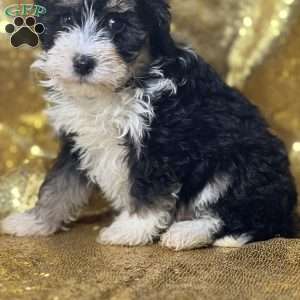 Percy, Mini Bernedoodle Puppy