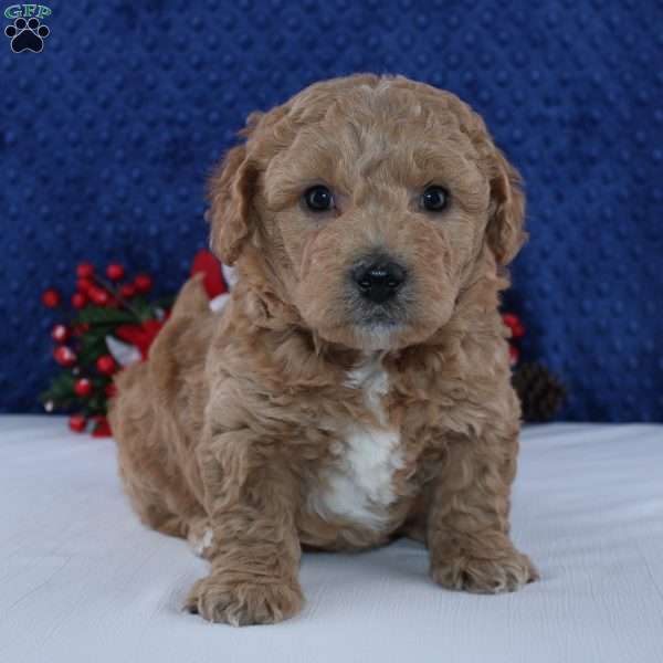 Kelton, Mini Goldendoodle Puppy