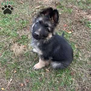 Sawyer, German Shepherd Puppy