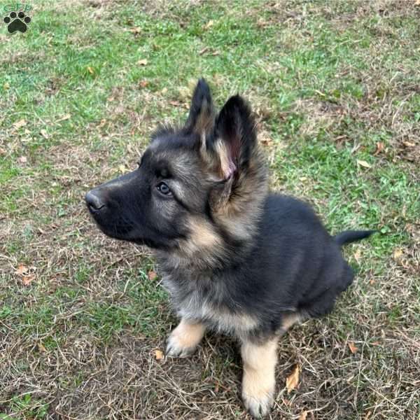 Sawyer, German Shepherd Puppy