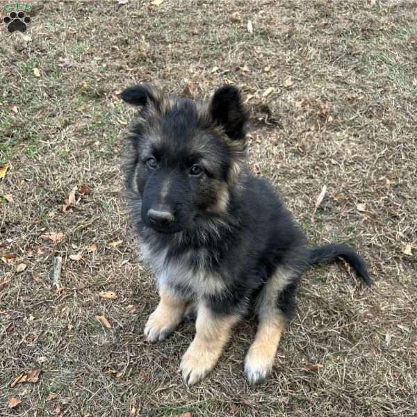 Sarge, German Shepherd Puppy