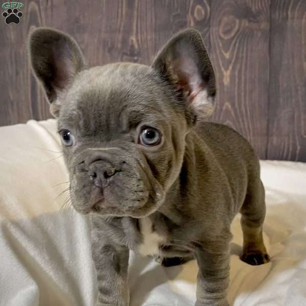 Taylor, French Bulldog Puppy