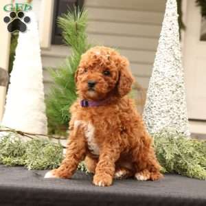 Gemma, Mini Goldendoodle Puppy