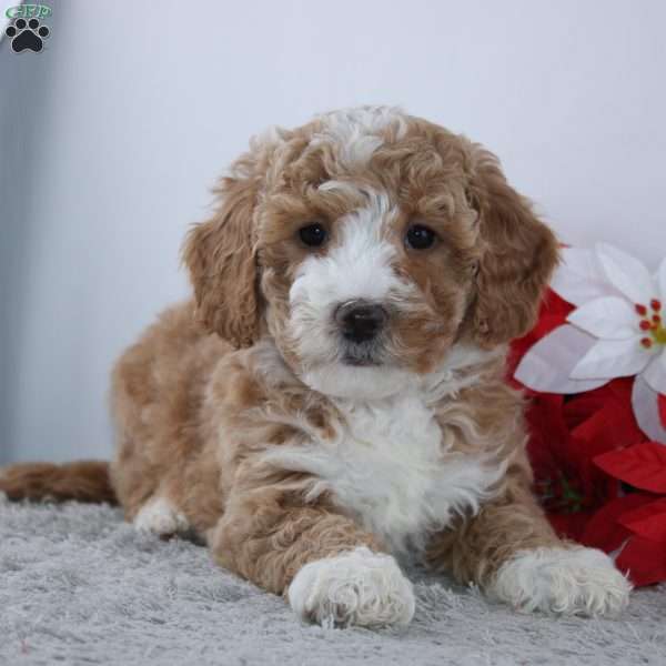 Jacey, Mini Goldendoodle Puppy