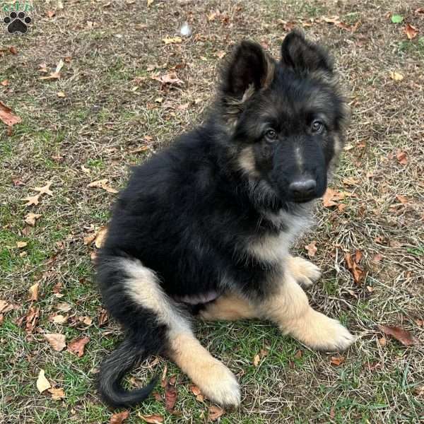 Sarge, German Shepherd Puppy