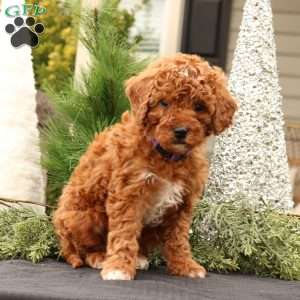 Gemma, Mini Goldendoodle Puppy