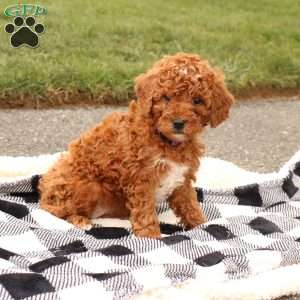 Gemma, Mini Goldendoodle Puppy