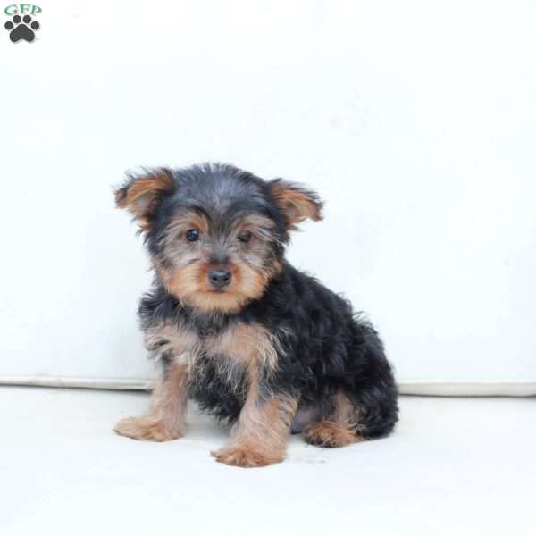 Koda, Yorkie Puppy