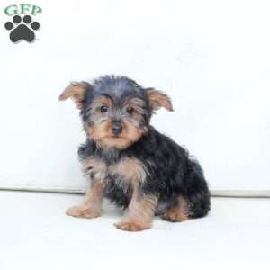 Koda, Yorkie Puppy