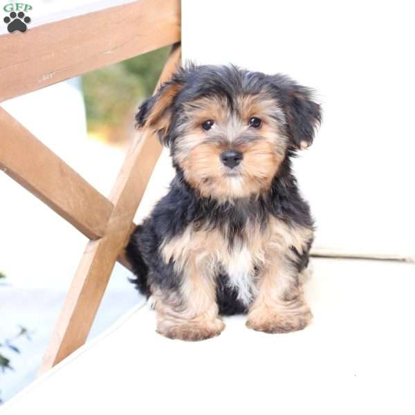 Bentley, Yorkie Puppy