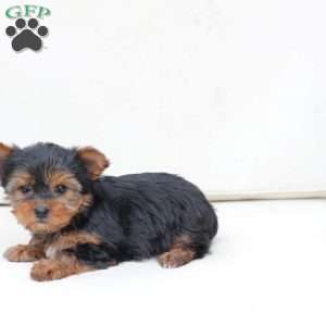 Cash, Yorkie Puppy