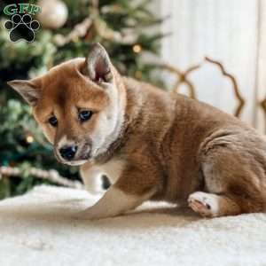 Teddy, Shiba Inu Puppy