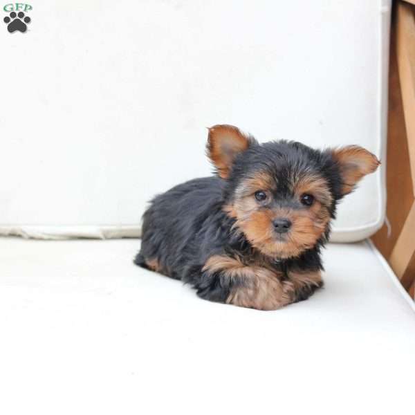 Cash, Yorkie Puppy