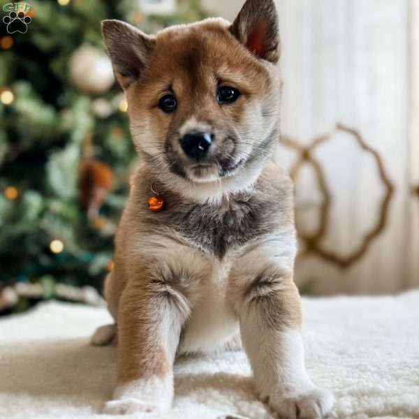 Teddy, Shiba Inu Puppy