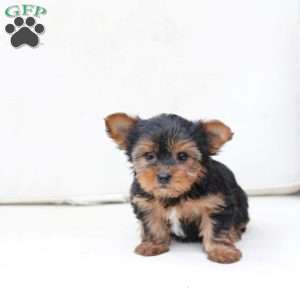 Cash, Yorkie Puppy