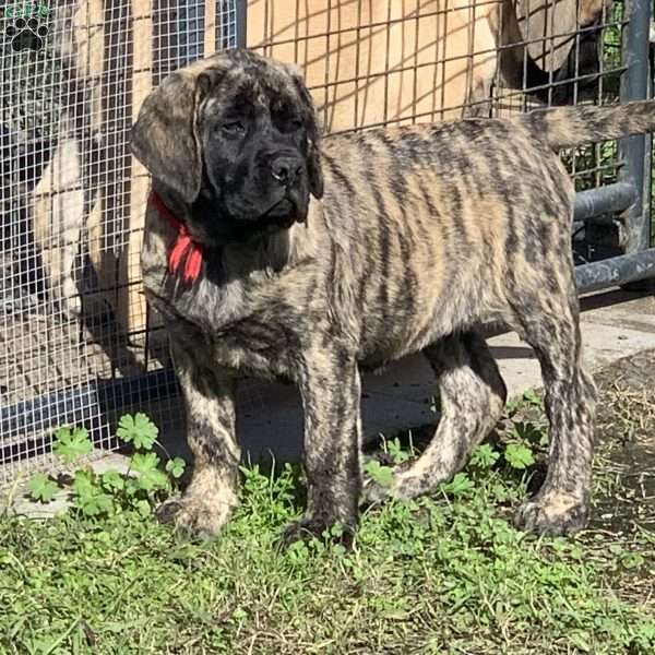 Daisy, English Mastiff Puppy