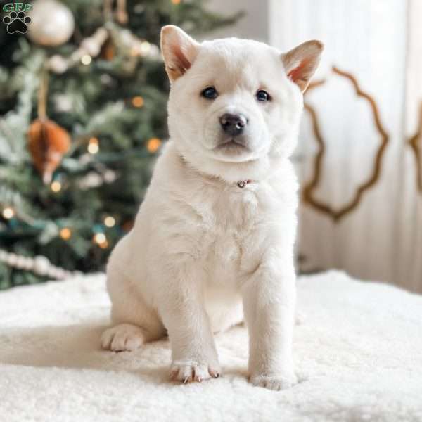 Max, Shiba Inu Puppy