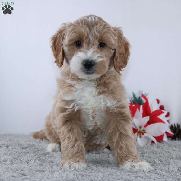 Jasmine, Mini Goldendoodle Puppy