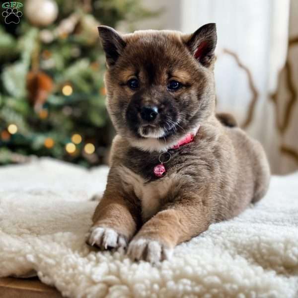 Ginger, Shiba Inu Puppy