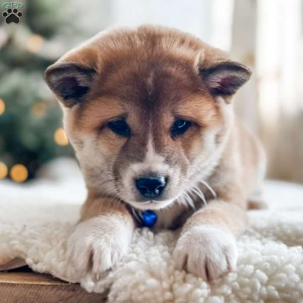 Oliver, Shiba Inu Puppy