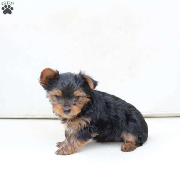 Ginger, Yorkie Puppy