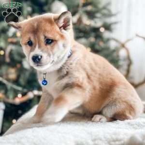 Oliver, Shiba Inu Puppy