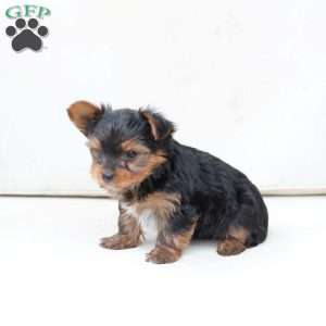 Ginger, Yorkie Puppy