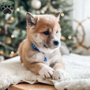 Oliver, Shiba Inu Puppy