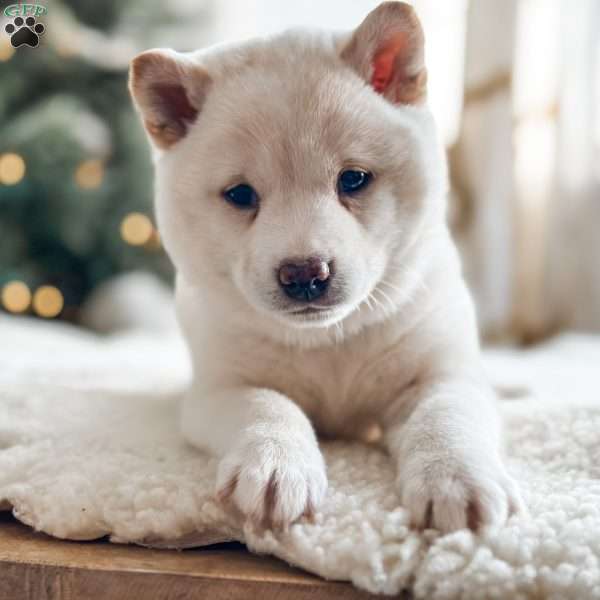 Sadie, Shiba Inu Puppy