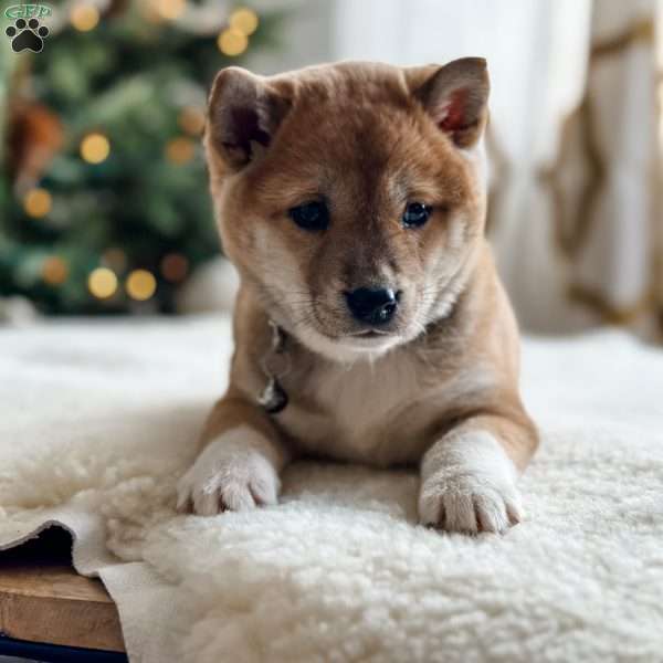 Willow, Shiba Inu Puppy