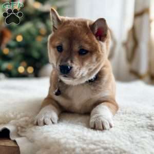 Willow, Shiba Inu Puppy