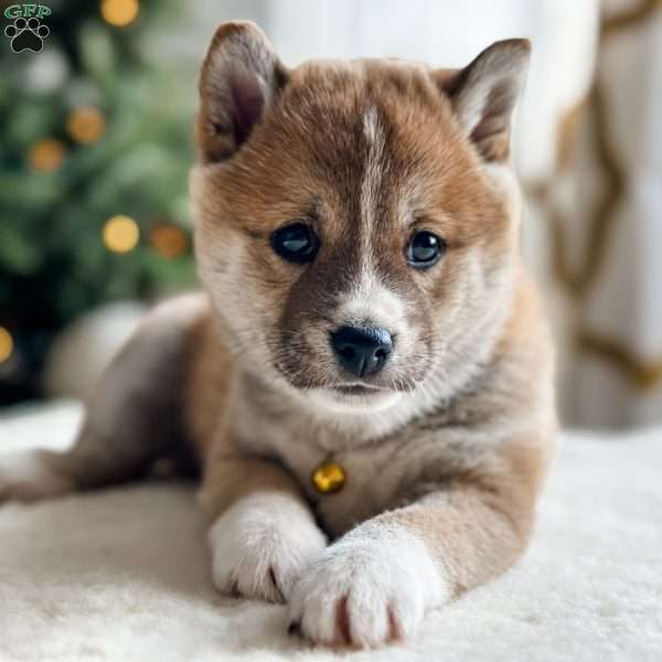 Buddy, Shiba Inu Puppy