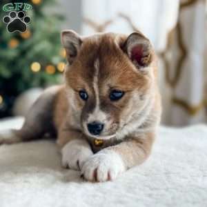 Buddy, Shiba Inu Puppy