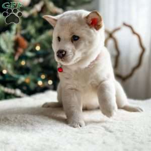 Skip, Shiba Inu Puppy