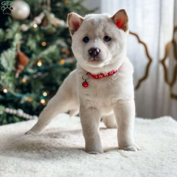 Skip, Shiba Inu Puppy