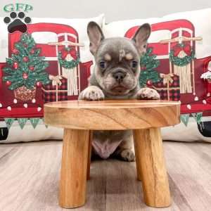 Duke, French Bulldog Puppy