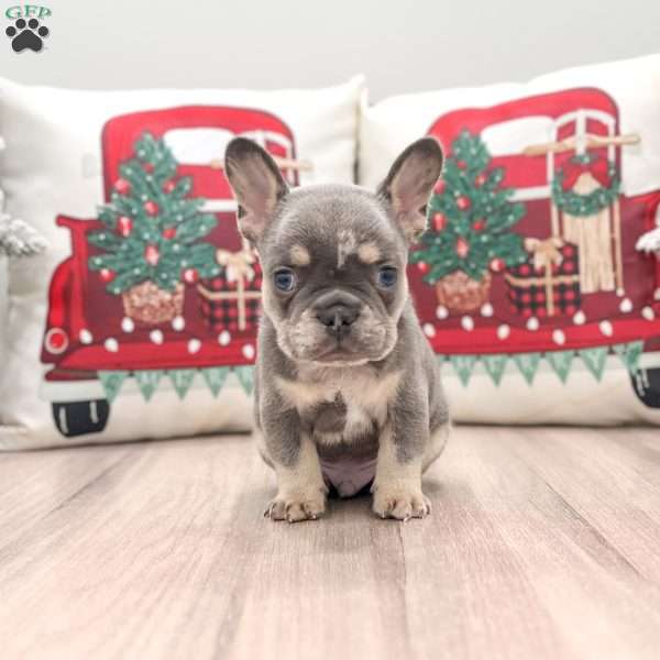 Duke, French Bulldog Puppy