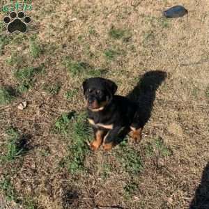 Bruno, Rottweiler Puppy