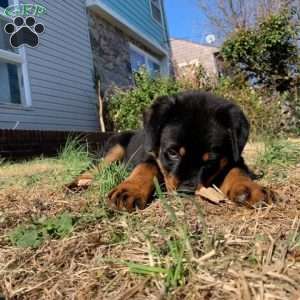 Bruno, Rottweiler Puppy